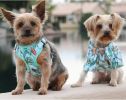 Wrap and Snap Choke Free Dog Harness by Doggie Design - Surfboards and Palms